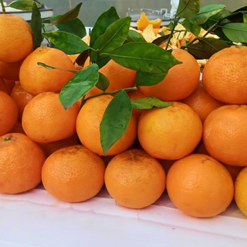 Malta - Oranges(مالٹا)