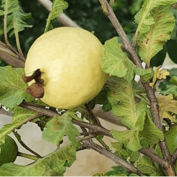 Guavas - (امرود)