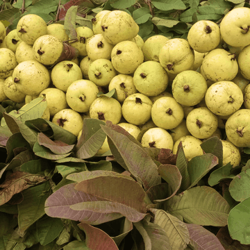 Guavas(امرود) - Amrood
