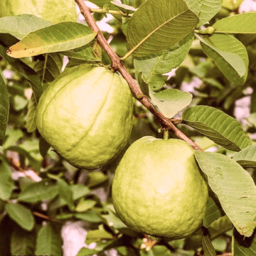 Guavas - Amrood