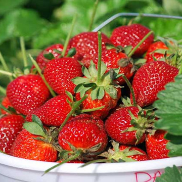 Strawberries - (اسٹرابیری) - 1kg