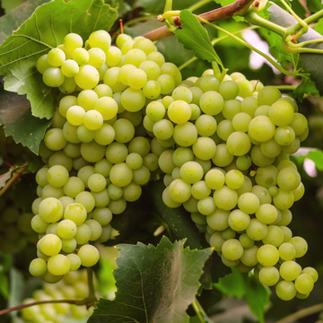 Grapes(انگور) - Angoor