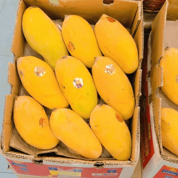 Mango Sindhri -(سندھڑی آم)