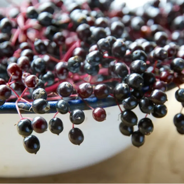 Elderberries(الڈر بیریز)