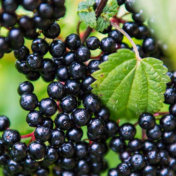 Elderberries
