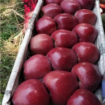 Saib –( سیب کالا کلو) - 1kg