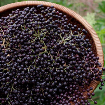 Elderberries - 1kg
