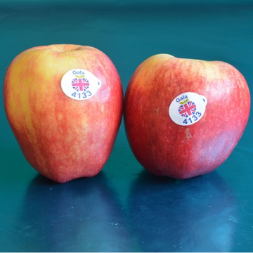 Apple Gala - 1kg