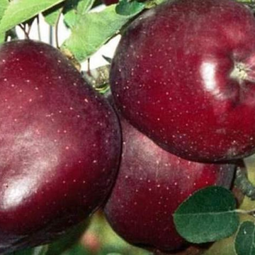 Saib – ( سیب کالا کلو)