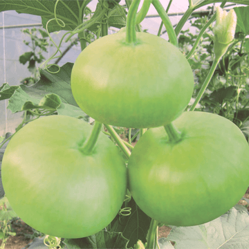 Green Round Gourd(گھیا کدو)