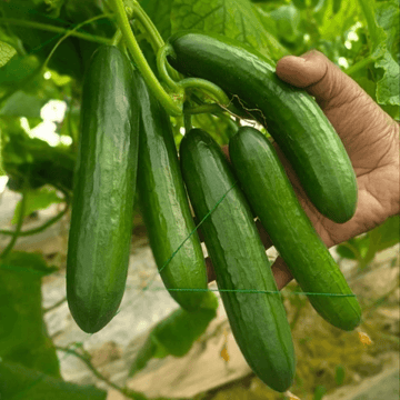 Cucumber - Kheera