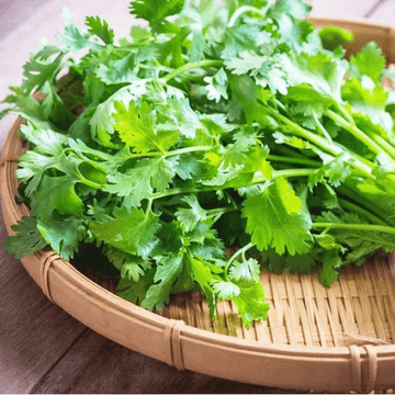 Coriander-Dhanya (سبز دھنیا)