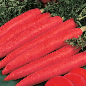 Carrots (Gajar / گاجر)