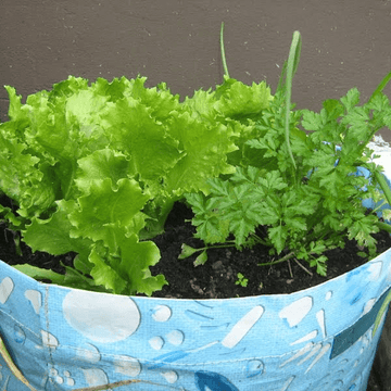 (سلاد پتہ)Salad Patta 1kg