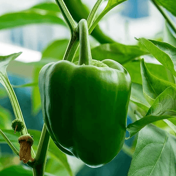 Capsicum - Shimla Mirch (شملہ مرچ)