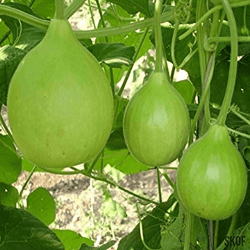 Green Round Gourd