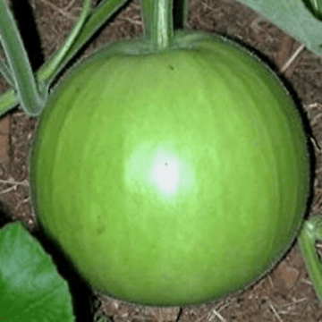 Green Round Gourd - kaddu