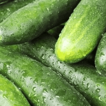Cucumber
