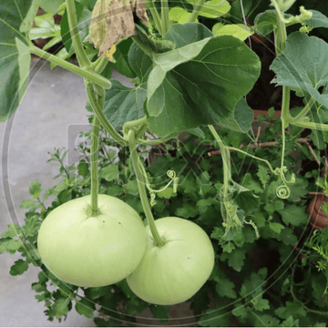 Green Round Gourd - 1kg