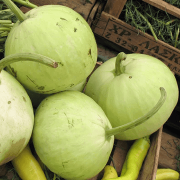 Green Round Gourd - (گھیا کدو)