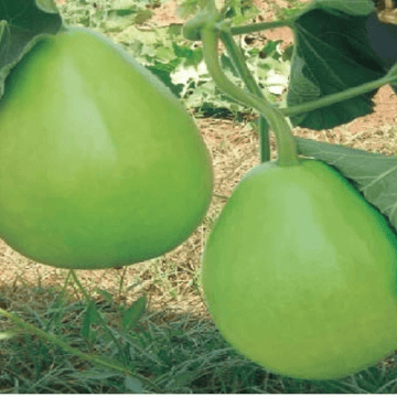 Green Round Gourd(گھیا کدو) - 1kg kaddu