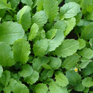 (سرسوں کا ساگ) - 1kg