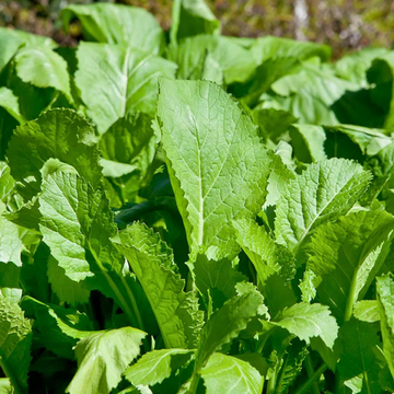 Sarson ka Saag(سرسوں کا ساگ) 1kg