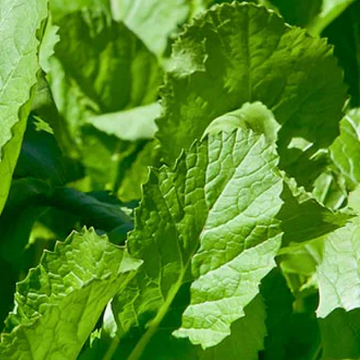 Sarson ka Saag - (سرسوں کا ساگ)