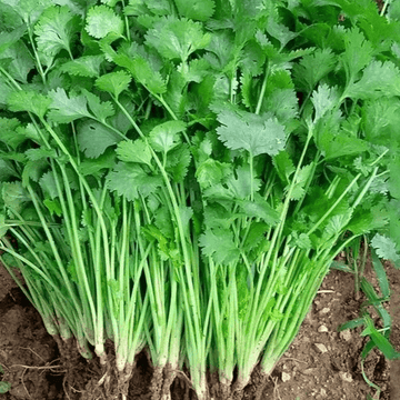Coriander-Dhanya