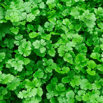 Coriander (سبز دھنیا)