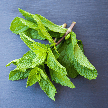 Pudina | Mint - (پودینہ)