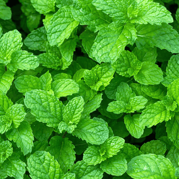 Pudina - Mint