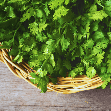 Dhanya (سبز دھنیا) bunch