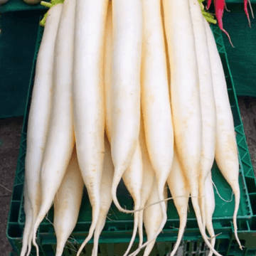 Radishes - Mooli - 1kg