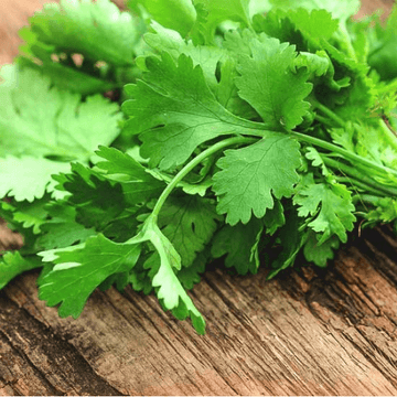 Coriander-Dhanya bunch