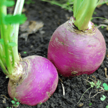 Turnip( شلجم) - Shaljam