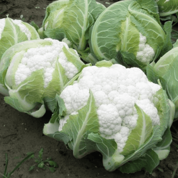 Cauliflower (Phool Gobhi / پھول گوبھی) 1kg