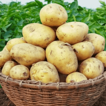 Yellow Potatoes - Peelay aalo