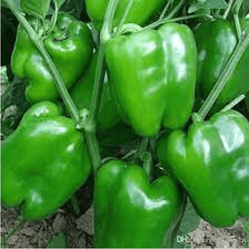 Capsicum - Shimla Mirch