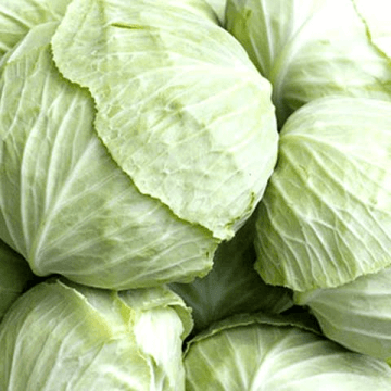 Cabbage band gobi