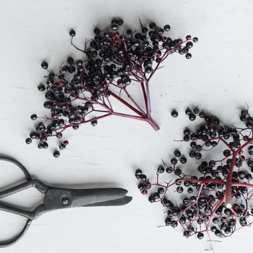 Elderberries - (الڈر بیریز)