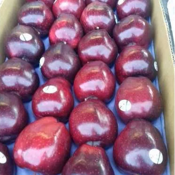 Apple Kalakulu ( سیب کالا کلو) saib