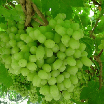 Thompson Seedless Grapes(تھامپسن سیدلس انگور) - Angoor