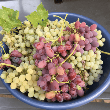 Thompson Seedless Grapes - (تھامپسن سیدلس انگور)