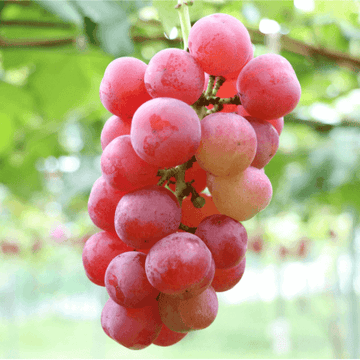 King Ruby Grapes(راجا روبی انگور)