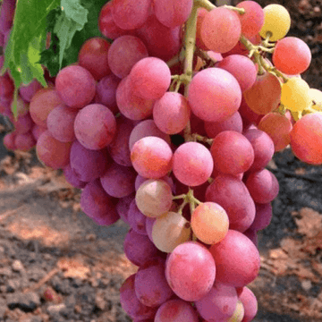 King Ruby Grapes(راجا روبی انگور) - Angoor