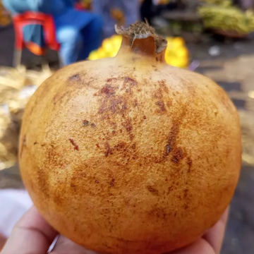 Desi Pomegranate - دیسی انار