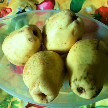 Larkana Guava