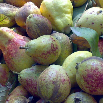 (لاڑکانہ کے امرود) - 1kg