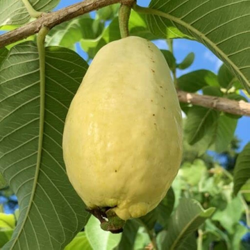 Larkana Guava(لاڑکانہ کے امرود) - amrood